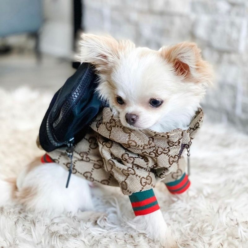 Pets Clothing